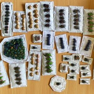Pack 200 small colourful left over beetles  for all your artwork projects  a1/aa- PICTURE is referential content varies