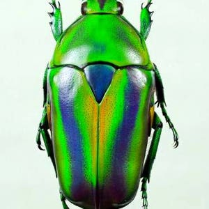 Op de afbeelding: Een levendige groene kever met iriserende blauwe, paarse en gele markeringen. De kever heeft lange poten en antennes.