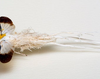 One Cerogenes auricoma with wax  lanternbug,(wings closed)  aa- for all your taxidermy art projects ,