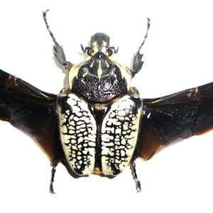 One female african scarab beetle Goliathus orientalis female with open wings  !!