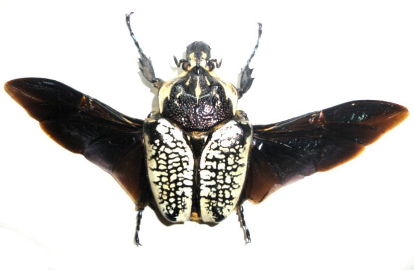 One female african scarab beetle Goliathus orientalis female with open wings  !!
