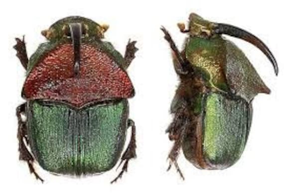 Pack of 4 Scarab Beetles ( 2male/2female) Phanaeus Vindex 20/25mm