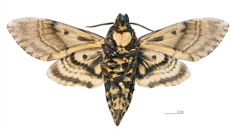 deaths head hawkmoth wings closed a1aa- FREE SHIPPING Pack of 2 hawkmoths acherontia lachesis