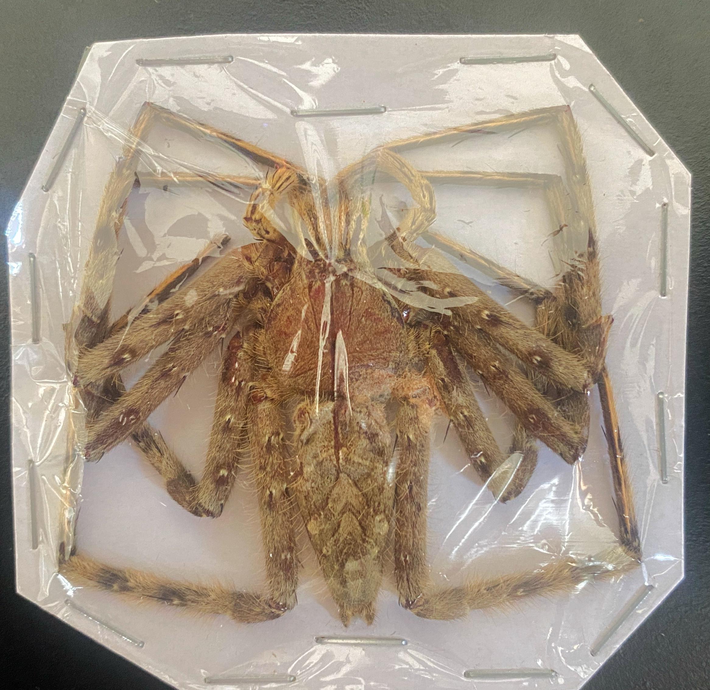 A Very Impressive Huntsman Spider From Malaysia Heteropoda Variegata ,  UNSPREAD, for All Your Taxidermy Art Projects - Etsy