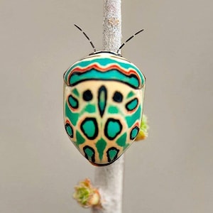 Pack of  5 awesome picasso bugs sphaerocoris annulus 3, hemiptera from Tanzania , for all your taxidermy art projects SEE DESCRIPTION