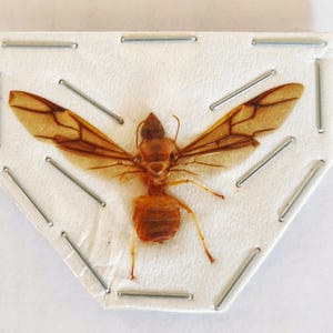May include: A preserved insect specimen, likely a winged ant, displayed on a white card. The insect has a reddish-brown body and transparent wings with brown veins. The card is secured with metal staples, creating a scientific or educational aesthetic.