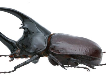 Scarabee Taxidermie Etsy