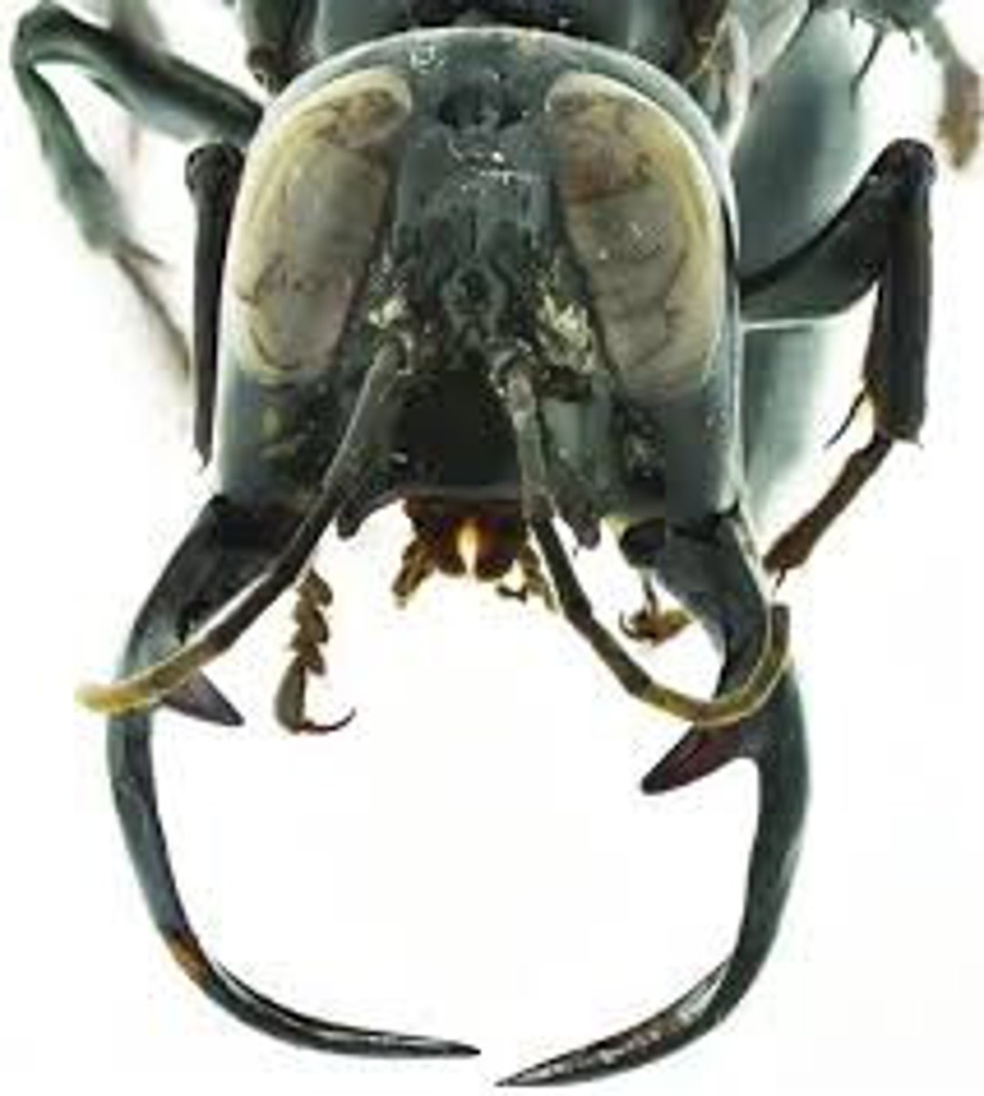Collectors Item : One Exceptional Wasp With Horn Megalara Garuda