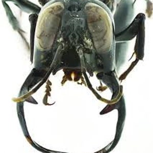 Peut inclure: Gros plan sur une guêpe noire aux grands yeux blancs. Les mandibules de la guêpe sont visibles et pointues.