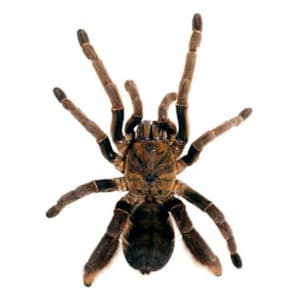 May include: A brown tarantula spider with hairy legs and a dark brown body. The spider is facing the camera with its legs spread out.