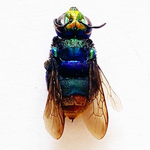 Op de afbeelding: Een close-up van een metallic groene en blauwe bij met bruine vleugels. De bij heeft een gele en groene kop met zwarte ogen.