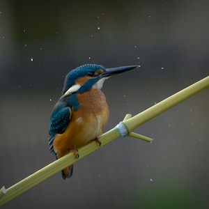 Pack of 3 great luxury gift , birthday or greetings card & envelope with real photos of birds and other wildlife taken by myself