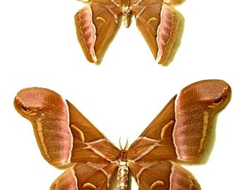 One large pair (male and female) of the silkmoth samia insularis aa-