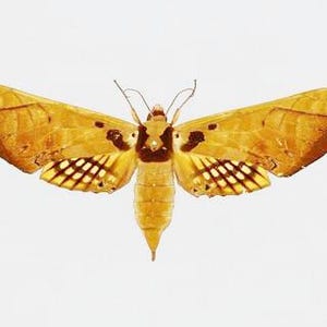Può includere: Immagine dettagliata di una falena con le ali aperte, che mostra una miscela di tonalità giallo dorato e marrone. Le ali presentano motivi intricati, tra cui macchie scure e un disegno a scacchi vicino ai bordi. Il corpo della falena è segmentato.
