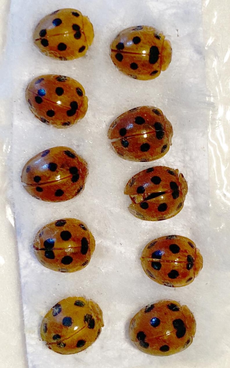 Pack of 10 Small Ladybugs Beetles Indonesia Ssp 5 for All Your ...