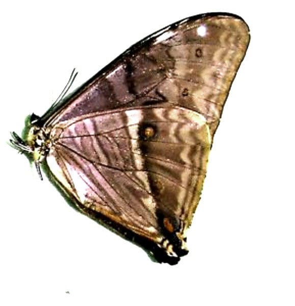 One Morpho Aega , Wings Closed , for All Your Taxidermy Art