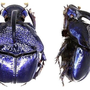 Pack of 6 scarab beetles ( 3male/3female) Phanaeus quadridens  UNMOUNTED A1 for all your taxidermy art projects