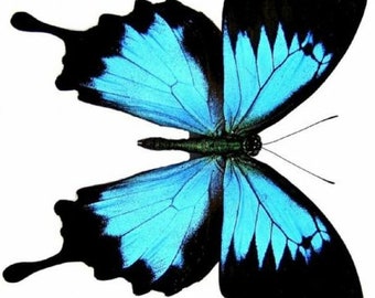 Pack  of 2 blue swallowtail butterflies papilio ulysses closed wings aa-/a- , for all your taxidermy art projects