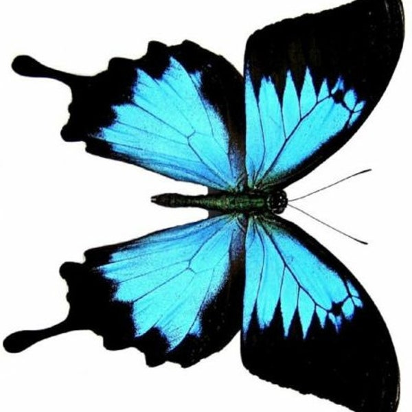 Pack  of 2 blue swallowtail butterflies papilio ulysses closed wings aa-/a- , for all your taxidermy art projects