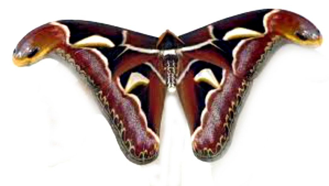 One Large Male Archaeoattacus Edwardsi , Wings CLOSED Aa- / A- Quality ...