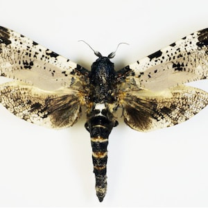 One special cossidae moth Xyleutes strix wings closed aa-quality , for all your taxidermy art projects image 1