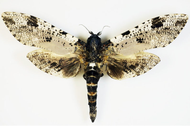 One special cossidae moth Xyleutes strix wings closed aa-quality , for all your taxidermy art projects image 1