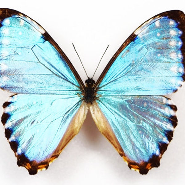 Pack of two morpho portis , morphini , closed wings in Aa-  for all your taxidermy art projects