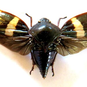 Pode incluir: Um inseto preto e marrom com listras brancas nas asas. O inseto tem um corpo longo e pontudo e está espalhado com as asas abertas.