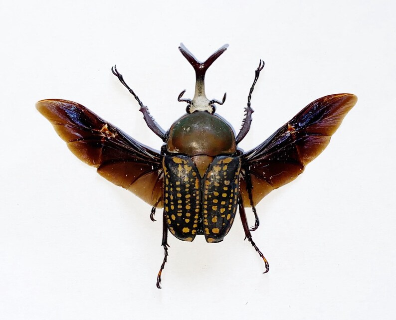 One Male of the African Flower Beetle Megalorrhina Harissi Spread OPEN ...