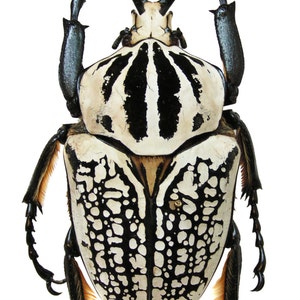 Puede incluir: Un escarabajo blanco y negro con una cáscara estampada. El escarabajo tiene patas largas y antenas.