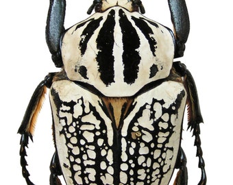 One large   African scarab Goliathus orientalis m size 81/87 mm a1  , for all your taxidermy art projects
