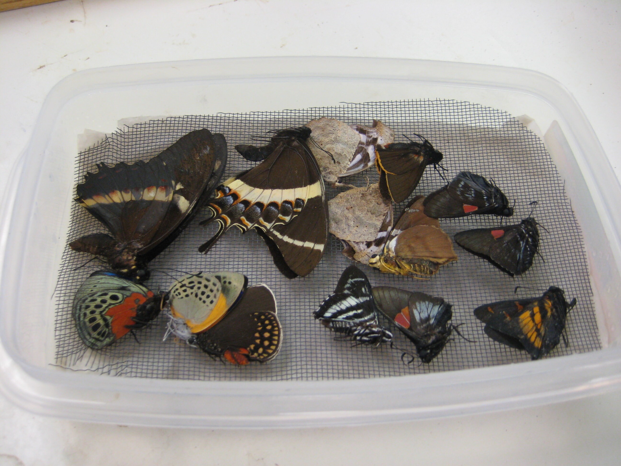 Set of Assorted Butterflies for Beginners to Learn How to Spread a ...