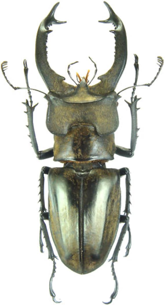 Pack of Two Stag Beetles Lucanus Sericeus Sericeus 50/59mm