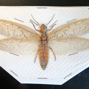 Puede incluir: Un insecto preservado con alas translúcidas y un cuerpo marrón, fijado a un fondo blanco.