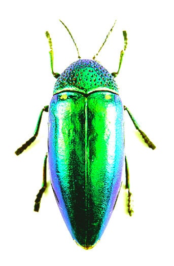 Pack of 5 Dried Jewel Beetles Sternocera Aquisignata 40/45mm