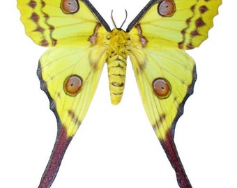 SPECIAL OFFER : Pack of 10 PAIRS  10m10f the moon moth  argema mittrei a1/aa- , closed wings , for all your projects  see description!