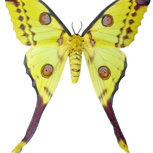 Pack of two FEMALES of  the moon moth  argema mittrei aa- ,closed wings , for all your taxidermy art projects  ,