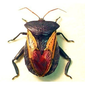 May include: A black, orange and red insect with long antennae and six legs. The insect has a patterned shell with a heart-shaped design.