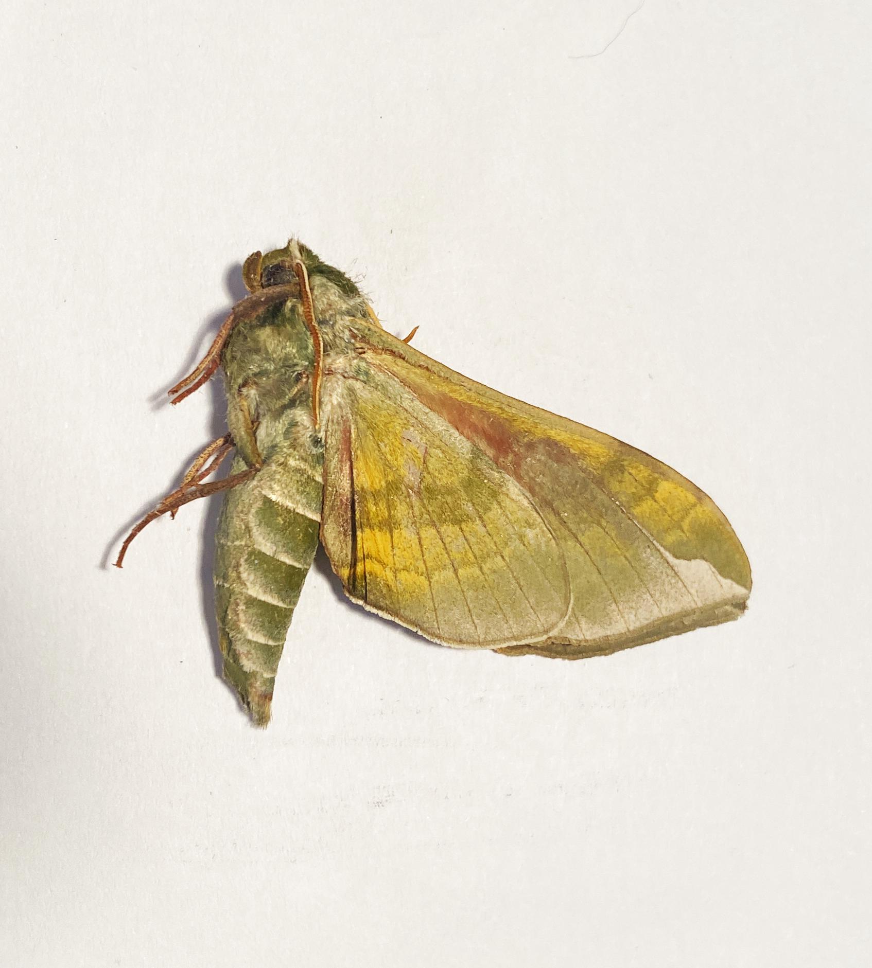 Sphingidae Wing Pack of 2 Nice Hawk Moths Callambulyx Tatarinovi, Sphingidae WS 60/70mm ...