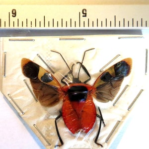 Pack of 3 Man-faced stink bug Catacanthus punctus with OPEN wings from Indonesia , for all your taxidermy art projects image 3