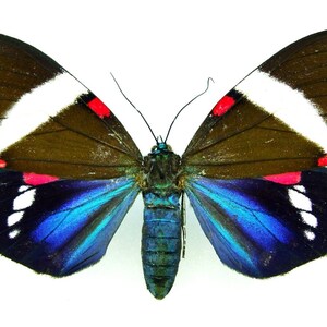 One nice Hypocrita glauca  aa-quality , a beautiful tiger moth for your taxidermy projects. Closed wings !