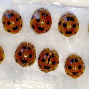 Op de afbeelding: Tien lieveheersbeestjesvormige objecten met een glanzende, amberbruine afwerking en zwarte stippen zijn gerangschikt op een wit oppervlak. Sommige hebben een spleet in het midden, waardoor de binnenkant zichtbaar is. De lieveheersbeestjes zijn een decoratief item.