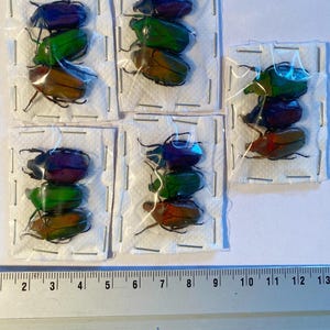 Op de afbeelding: Zes iriserende groene, paarse en bruine kevers worden getoond in individuele plastic containers op een witte achtergrond. De kevers zijn gerangschikt in stapels van drie, met de kop van elke kever naar de kijker gericht. Een liniaal is zichtbaar aan de onderkant van de afbeelding.