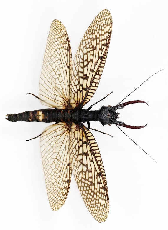 Collectors Item : One Giant Acanthacorydalis Fruhstorferi