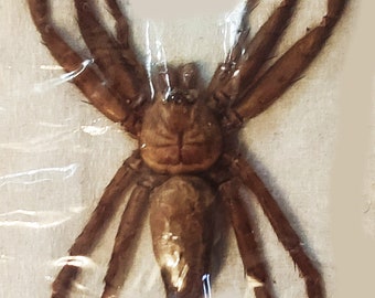 A very nice spider from Java, Heteropoda homstu  , 50/70  SPREAD, for all your taxidermy art projects
