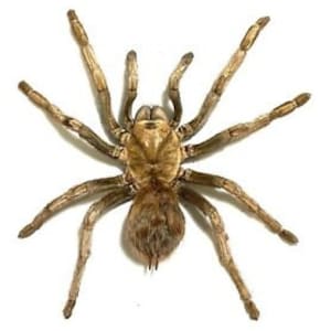 One impressive black velvet tarantula acanthoscurria jurinicola from Peru, unmounted , for all your art projects