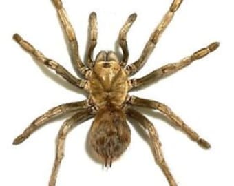 One impressive black velvet tarantula acanthoscurria juronicola from Peru a1 /aa-, unmounted , for all your art projects