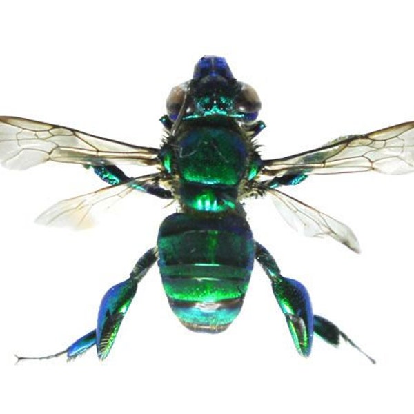 Collectors item : Pack of two green euglossinae orchid bees from Peru, unspread ,  for all your taxidermy art projects