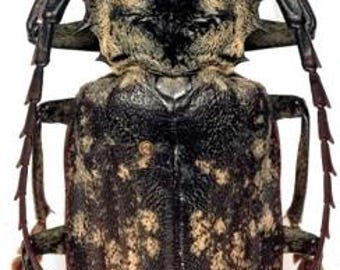 One huge XXL male of the longhorn beetle Tithoes acanthophorus maculatus  , unmounted , for all your taxidermy art projects