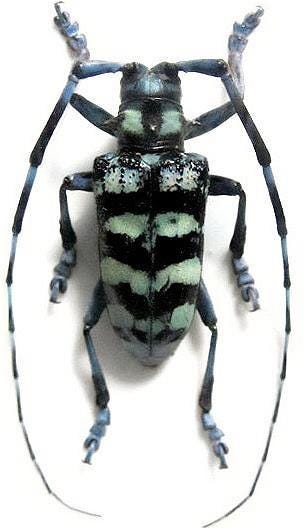 Pack of two beautiful anoplophora zonatrix from Thailand unmounted A1, for all your taxidermy art projects